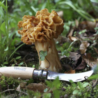 Couteau à champignons Opinel N°08 + étui | OPINEL