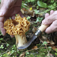 Couteau à champignons Opinel N°08 + étui | OPINEL